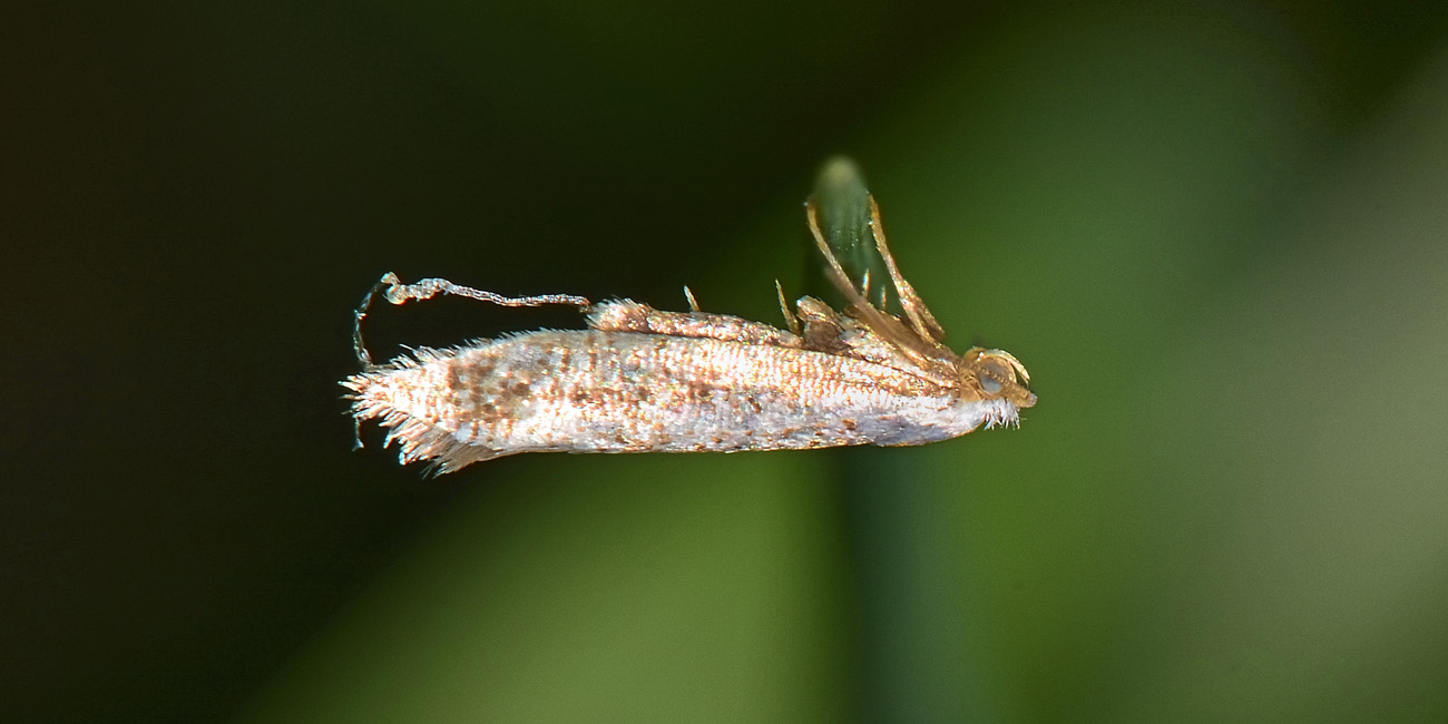 Argyresthiidae? S, cfr. Argyresthia retinella